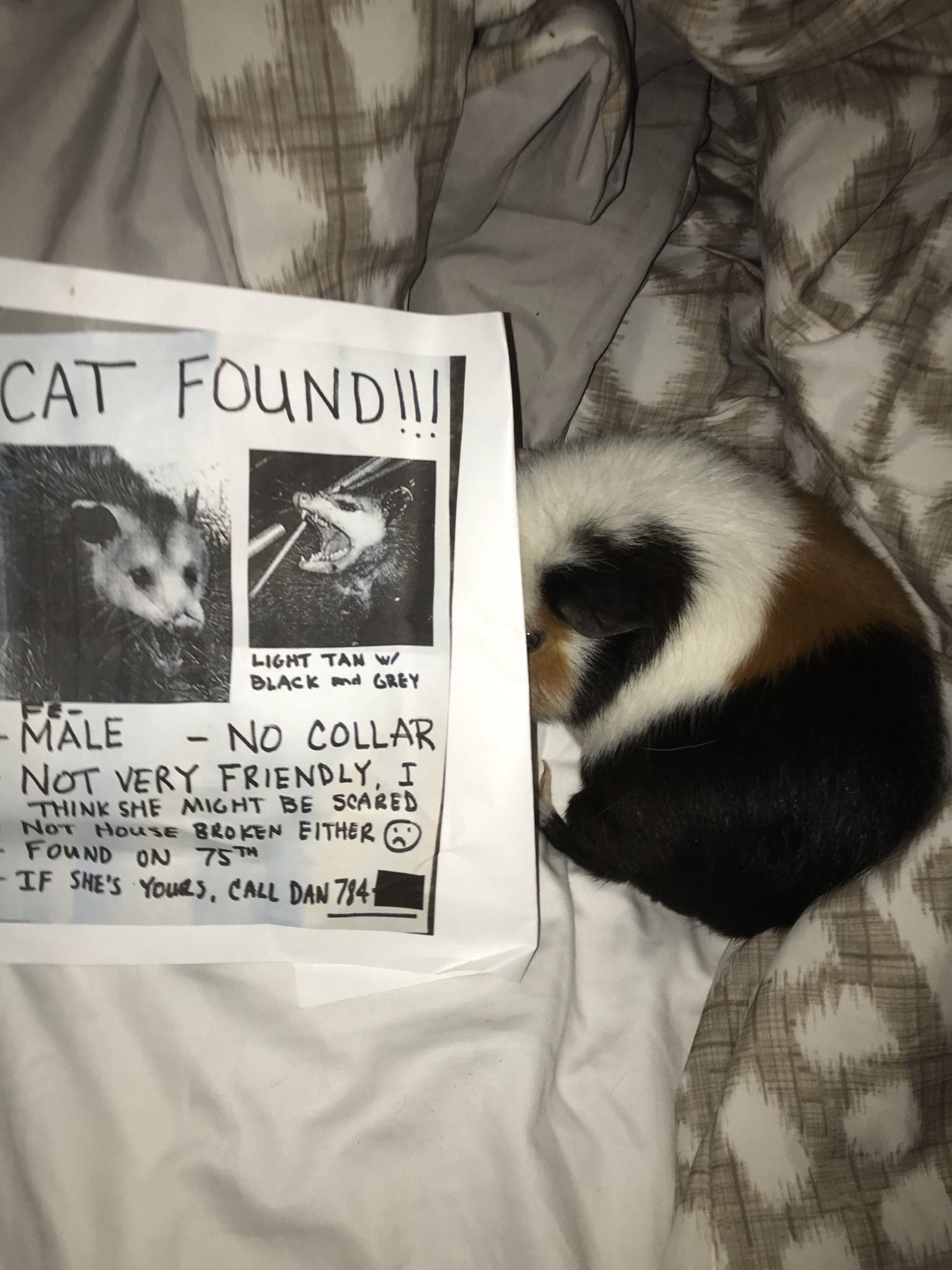 I Found The Cat In The Poster I Called The Numbers But It Was Disconnected 2 - August 26th 2020 :)...
August 26th 2020 :)
