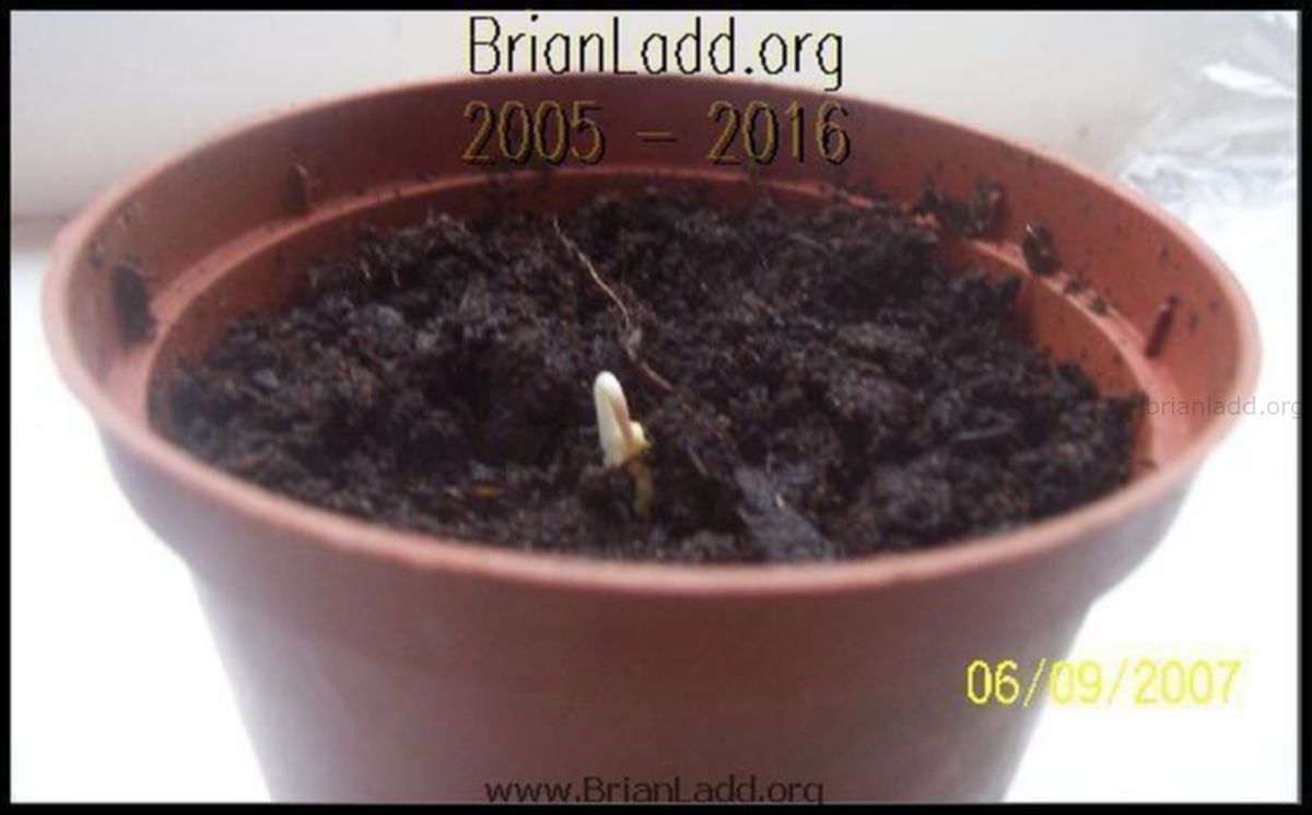 MIRACLE SEED - PLANT THIS SINGLE SEED AND CHANGE YOUR LIFE
This started in 2007 with two very special dreams...the miracle seed dreams.I took notes on how to prepare a very special seed that when germinated, will bring health, wealth, and happiness to the person who grows it. The dreams specifically said that only a single seed shall be planted and if it did not grow, to try again...and again. Each seed takes 2 weeks to prepare (I do this) after that we (my son and I) carefully pack the single seed in a special package and ship it to whoever wishes to try this.Cost: In 2007 there was no charge for this service as we paid for the seeds, packing materials, and shipping costs, as it was pretty cheap to mail, even internationally.Keeping with tradition, this service is almost free...all you need to do is send a site donation of any amount...doing it this way ensures that I do not get a thousand requests for seeds a day, and it/s a secure way for you to send me the address you would like us to ship to.Please allow a few days for delivery...when you receive your single seed, all you need to do is plant it. I suggest starting it inside...I can't tell you any more, other than that it's very important to take very good care of it and make sure you check on it daily. Expect a miracle to follow...and that is all I will and can tell you on thisHere are the original 2007 dreams and some pictures of people that tried this in 2007 (before I got sick) now that I'm better, I hope to keep this going until I die.Love,Brianget one now while I still have these special seeds, visit   https://briansprediction.com/miracle-seed   Here is the audio session that goes along with the seed, I just finished it, and it's free!   visit    https://subliminal-sleep.com/p/miracle-seed-subliminal-session-22-this-is-amazing/
