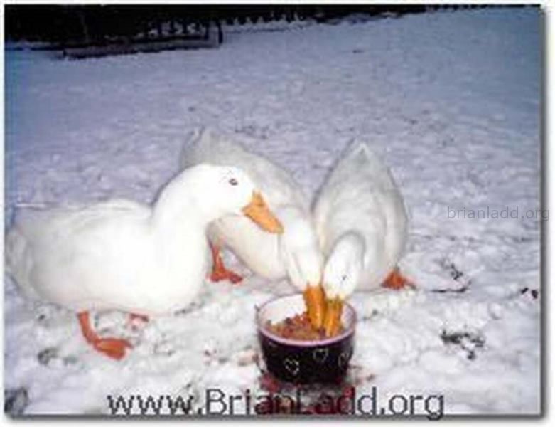 More About Brian Ladd, these are my ducks...
More About Brian Ladd, these are my ducks.
