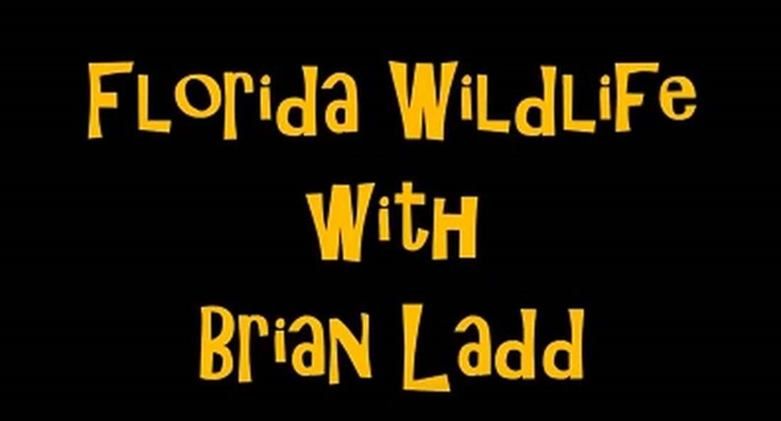 Florida Wildlife With Brian Ladd - Florida Wildlife With Brian Ladd...
Florida Wildlife With Brian Ladd
