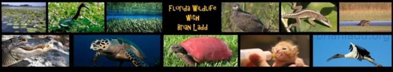 Florida Animals With Brian Ladd - Florida Wildlife With Brian Ladd...
Florida Wildlife With Brian Ladd
