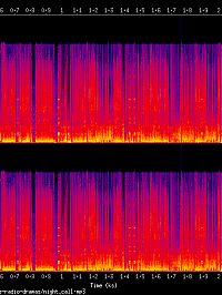 night_call_spectrogram.png